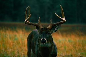 Five Best Times to Hunt