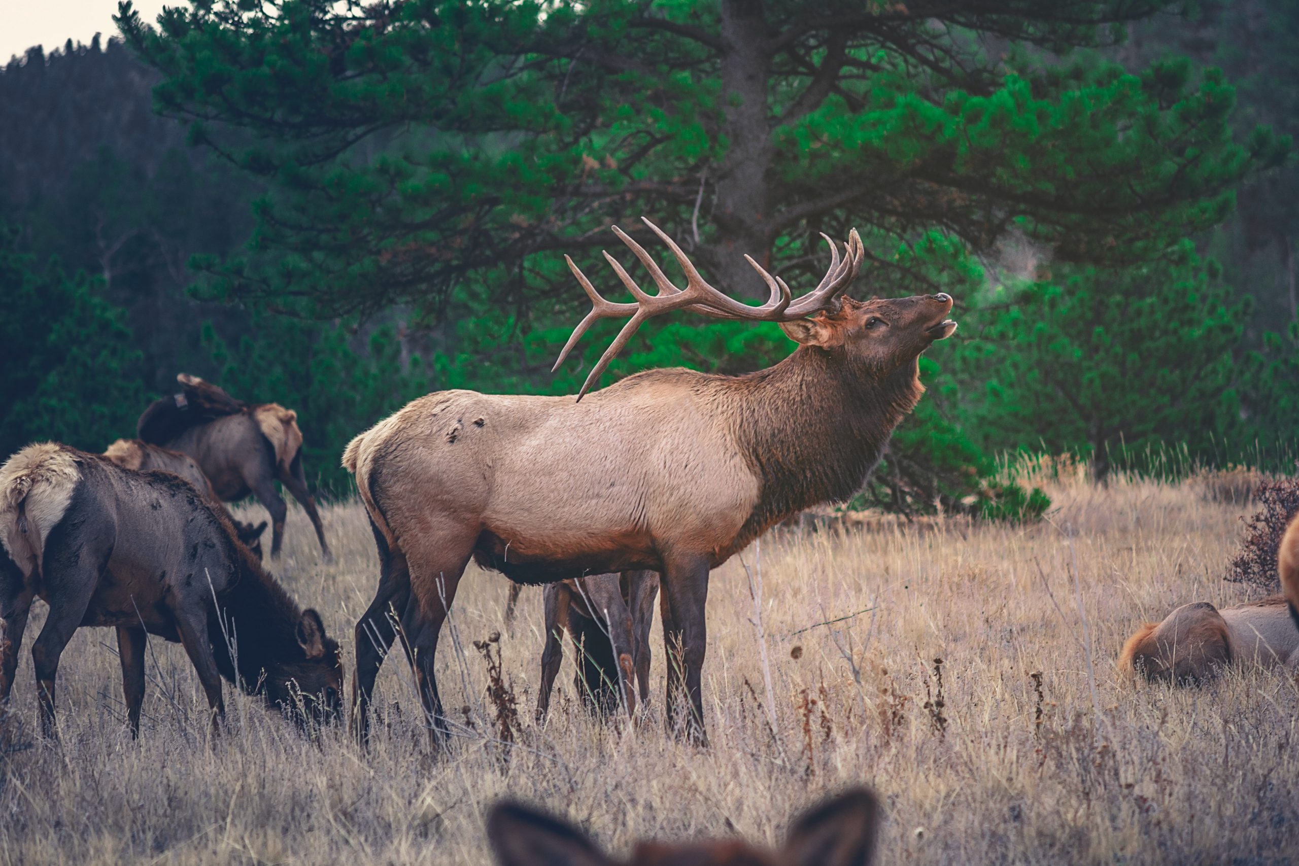 Functional Training for Elk Hunting